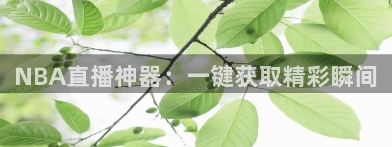 松鼠看球直播：NBA直播神器：一键获取精彩瞬间